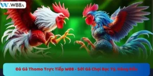 Đá Gà Thomo Trực Tiếp W88 - Sới Gà Chọi Bạc Tỷ, Hàng Đầu 1 https://w88a.biz/