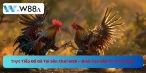 Trực Tiếp Đá Gà Tại W88 – Đỉnh Cao Giải Trí Và Cá Cược 9 https://w88a.biz/