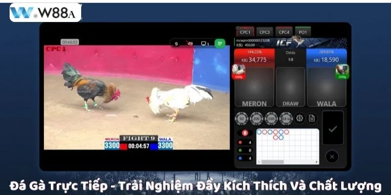 Trực Tiếp Đá Gà Tại W88 – Đỉnh Cao Giải Trí Và Cá Cược 2 Sàn trực tiếp đá gà W88 được giới bet thủ đánh giá cao.